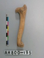 藏品(獸骨殘骸)的圖片